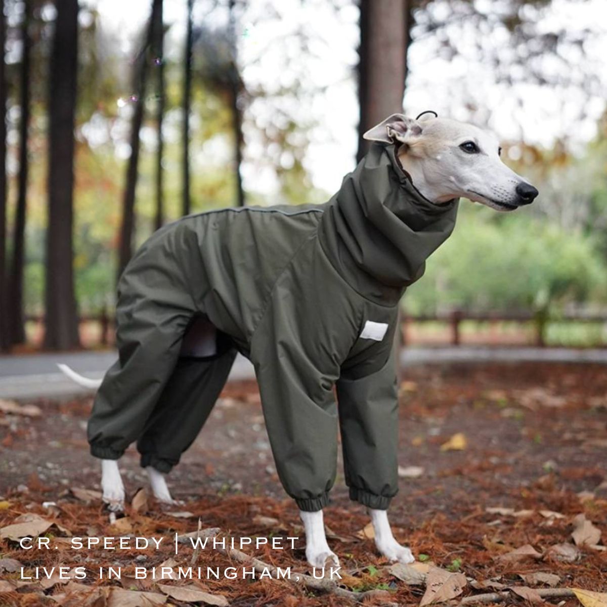 Italian Greyhound & Whippet Clothes / Iggy Clothes / Dog Hoodie
