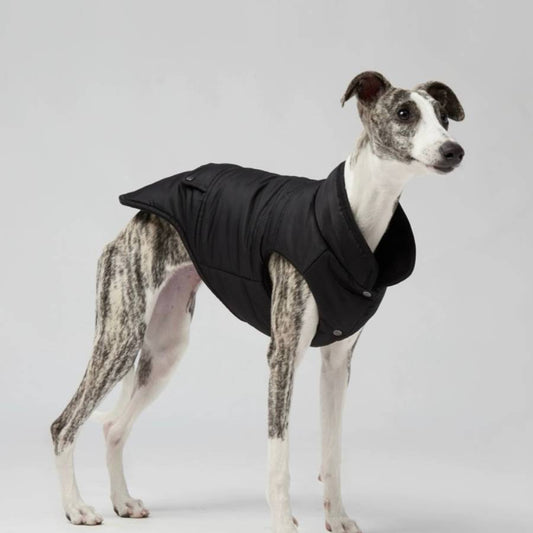 sleek Fabulous Clothes for Italian Greyhounds  Italian Greyhound Clothing