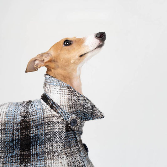 Italian Greyhound Clothes and Accessories  We're high-quality, hand-made dog clothing brand inspired by Italian Greyhounds