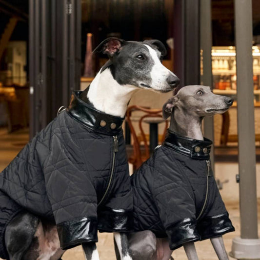The lush sleek pet  weatherproof coat is all white, or white with markings of beautiful shades of gray, tan, reddish-brown, or badger