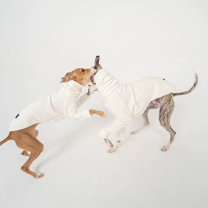 Descended from Greyhounds, Whippets are adaptable medium-sized dogs that make ideal companions for various lifestyles. The sleek pet Whippet's short, smooth coat