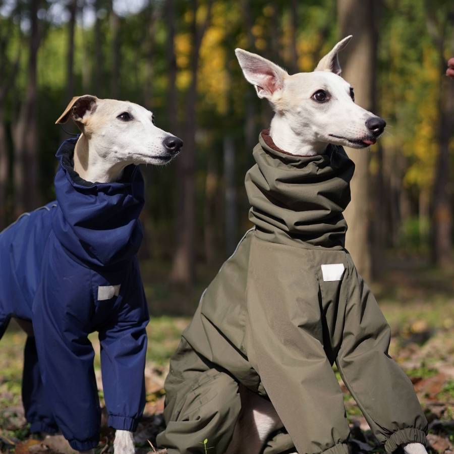 online boutique with original clothes dedicated to sleek italian greyhounds. High quality blouses, coats and jackets for iggys